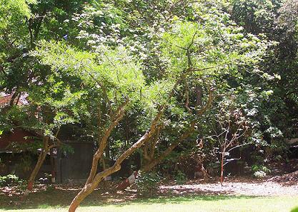 kalabash_tree.jpg