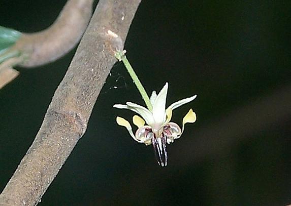 oLakha paahu